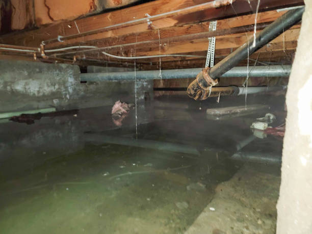Best Professional water damage repair  in Lake Geneva, WI